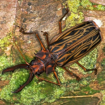 オオキバウスバカミキリ - 昆虫 - 動物 - Y!きっず図鑑