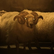 LAMB／ラム』ヒグチユウコ×大島依提亜オルタナティブポスター