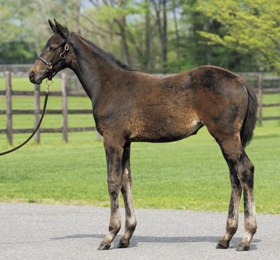 セール結果 - JRHA（一般社団法人 日本競走馬協会）