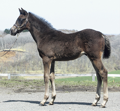 セール結果 - JRHA（一般社団法人 日本競走馬協会）