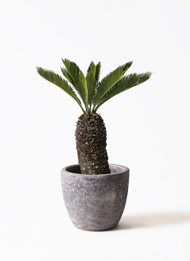 観葉植物 ソテツ 8号 プラスチック鉢 | 観葉植物ならHitoHana(ひとはな)