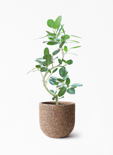 観葉植物 フィカス ベンガレンシス 8号 曲り ネイチャーズキャスト