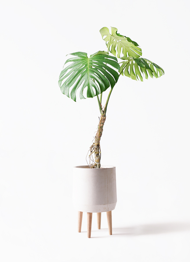 観葉植物 モンステラ 7号 根あがり セメント トラフポット 付き | 観葉