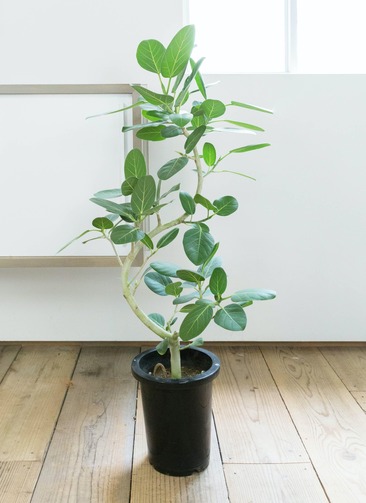 観葉植物 フィカス ベンガレンシス 8号 曲り プラスチック鉢 | 観葉