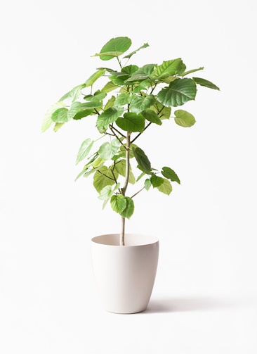 観葉植物 フィカス ウンベラータ 8号 ノーマル ラスターポット 付き