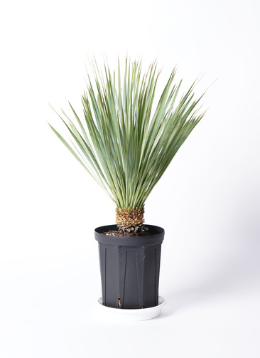 yucca-rostrata-1_1.jpg?1705653935