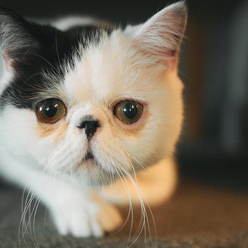 コラボ企画】人気の猫ちゃん達とFerouxがコラボレーション！ - ONWARD