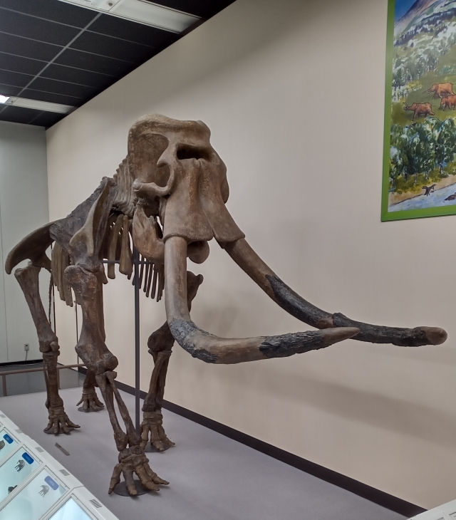 紹介します、ナウマンゾウです！ - 『科学館日記』