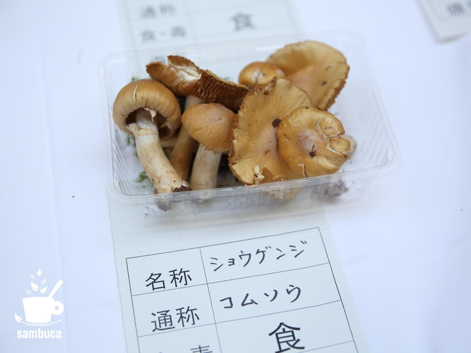 食べられる？毒キノコ？「きのこ中毒防止展示会」でお勉強 | sambuca