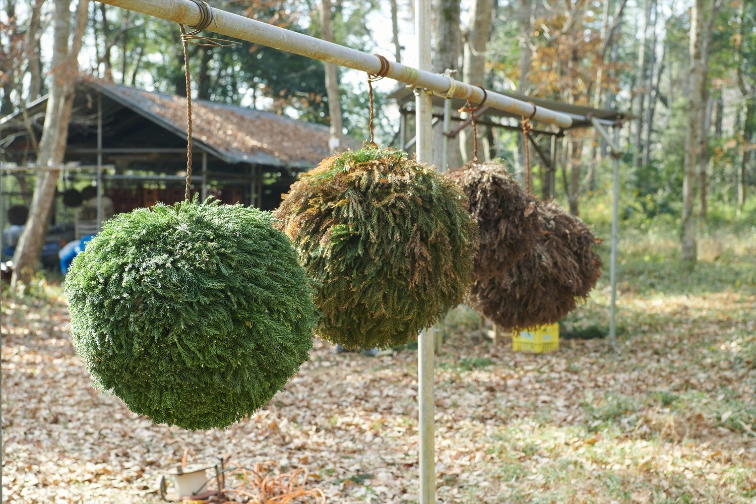 杉玉づくりを見学してみた！～酒屋の軒先にあるアレ、「新酒ができた