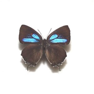 北海道産みやまからす揚羽春型未展翅オス300頭