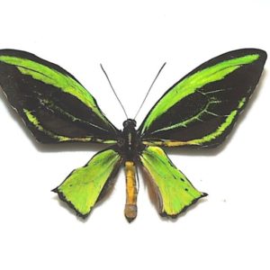 キシタアゲハ 11頭 キシタアゲハ 11頭 - メルカリ