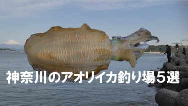 2024年4月】神奈川県のアオリイカ釣り場おすすめ5選！