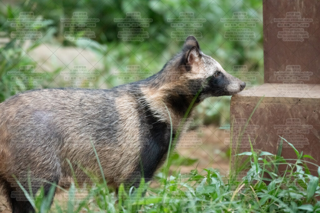 8月15日ナイトズーのたぬき山 | こたぬさえ（狐狸写館）ポートフォリオ