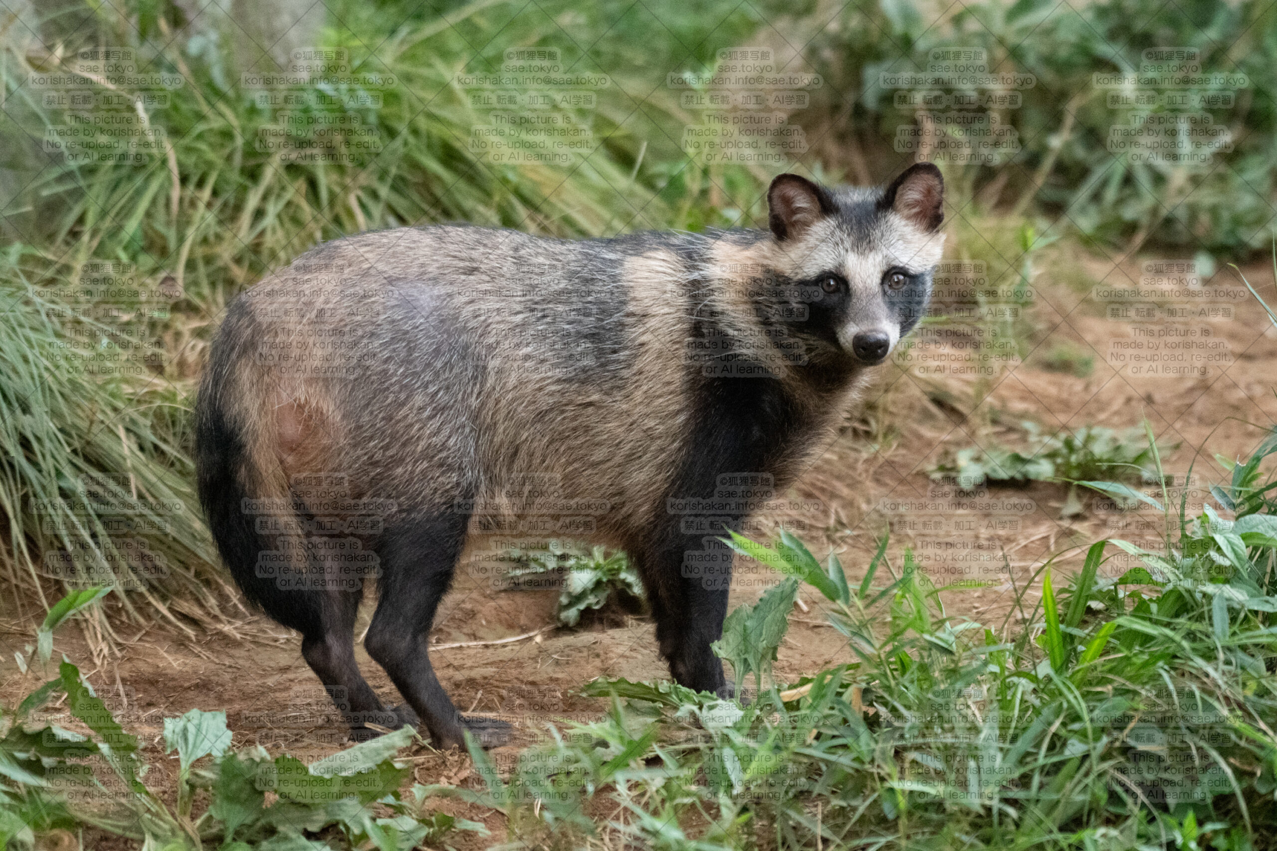 8月15日ナイトズーのたぬき山 | こたぬさえ（狐狸写館）ポートフォリオ