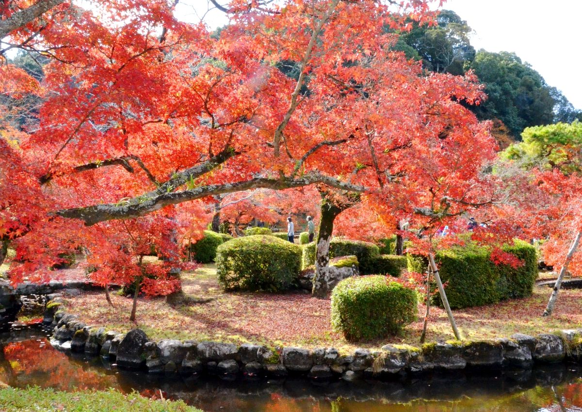 孔子の里モミジ400本絶景 名所・西渓公園で紅葉まつり「引き込まれる美