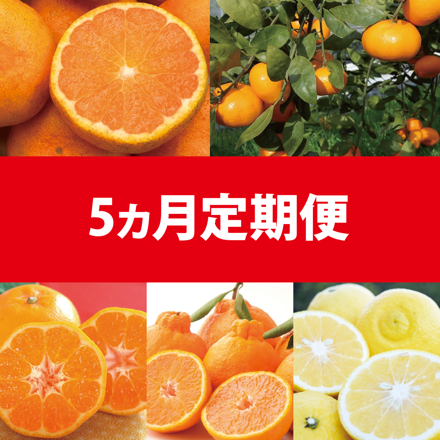 12月～4月定期配送】毎年人気の品種を今年は集めて毎月お届け！お好み