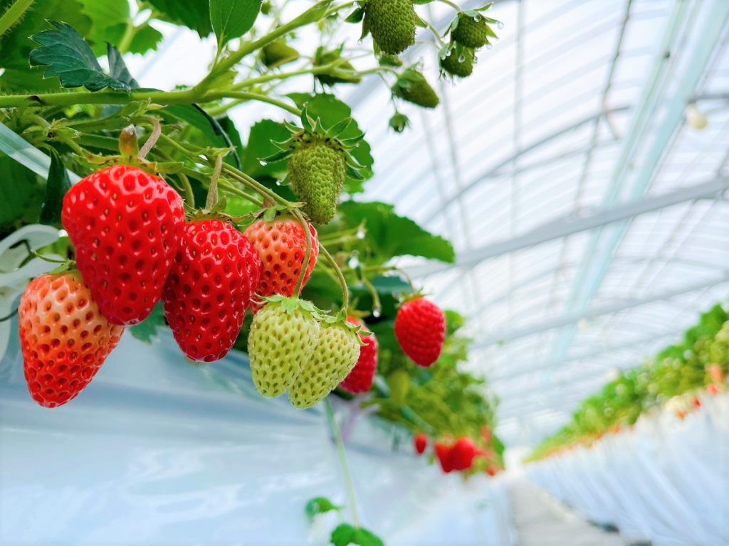 令和5年6月1日 営業のお知らせ – 霧島さくらフルーツランド