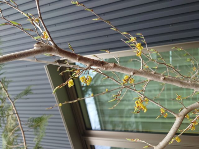 アブラチャン | 四季の庭から | 雑木の庭なら 作庭平岡 | 武蔵野・三鷹