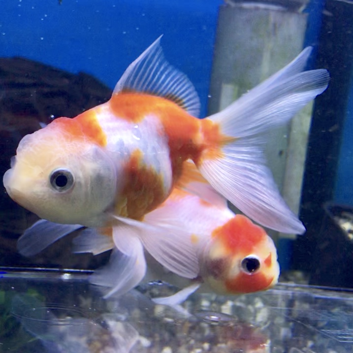 ◇桜づくしの魚たち。桜黄金、桜錦、桜東錦、桜コメット、桜和金