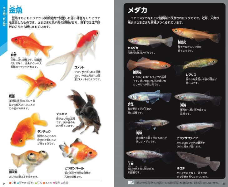 学研からフィールドワークにぴったりな＜魚図鑑＞登場 よく見られる魚