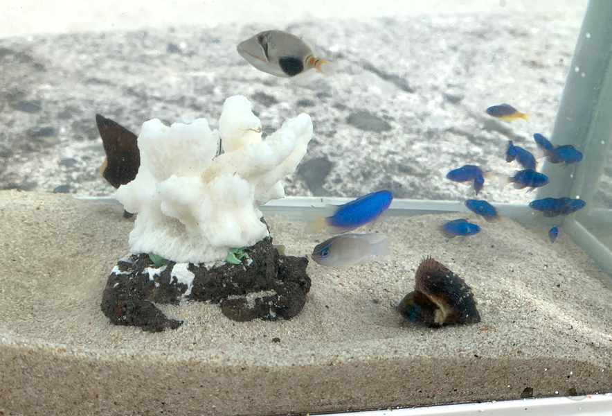 磯に出かけて魚や生物を採集してみよう！ 磯で出会える魚＆場所＆季節