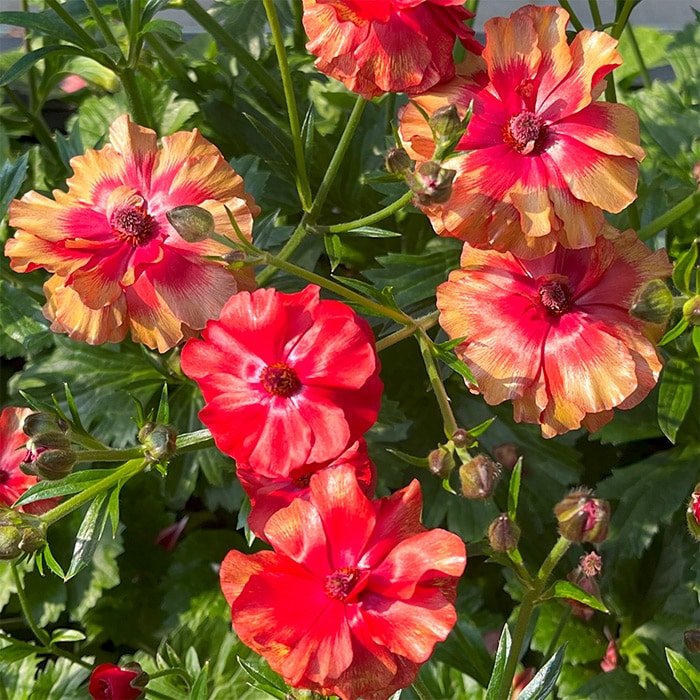 ラナンキュラス ラックス 厳選3種セット｜種（タネ）,球根,苗,資材