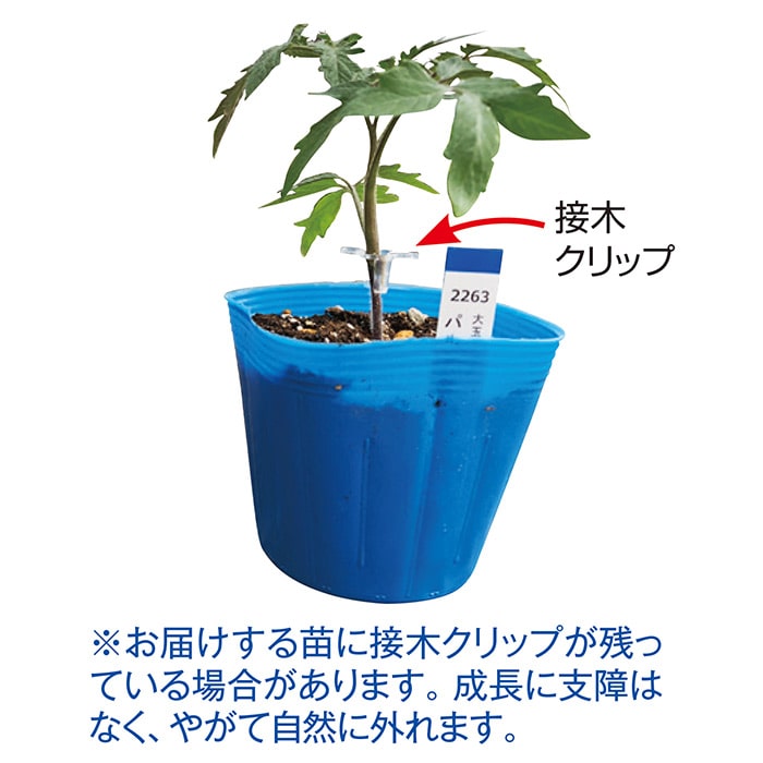 中玉トマト シンディーオレンジ 接木苗｜種（タネ）,球根,苗,資材