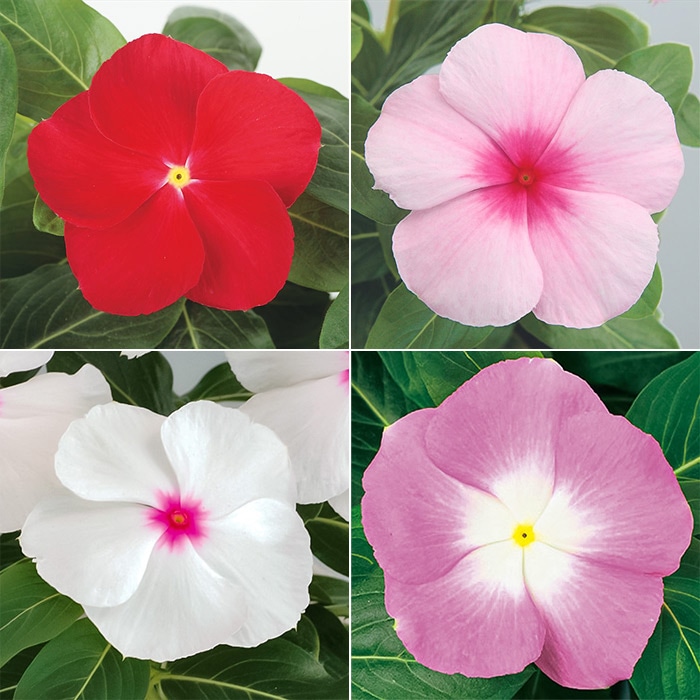 ニチニチソウ サンダー(R) 4種セット｜種（タネ）,球根,苗,資材