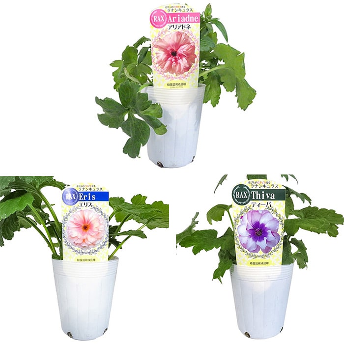 ラナンキュラス ラックス おすすめEセット｜種（タネ）,球根,苗,資材