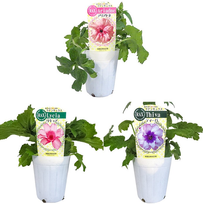 ラナンキュラス ラックス おすすめFセット｜種（タネ）,球根,苗,資材