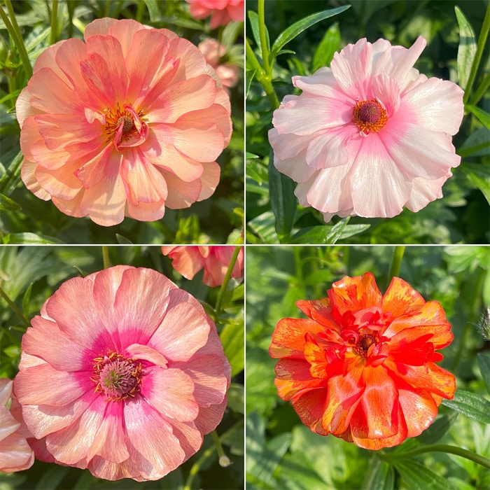 ラナンキュラス ラックス ルージュセット｜種（タネ）,球根,苗,資材