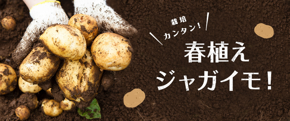 ジャガイモ レッドムーン タネイモ｜種（タネ）,球根,苗,資材