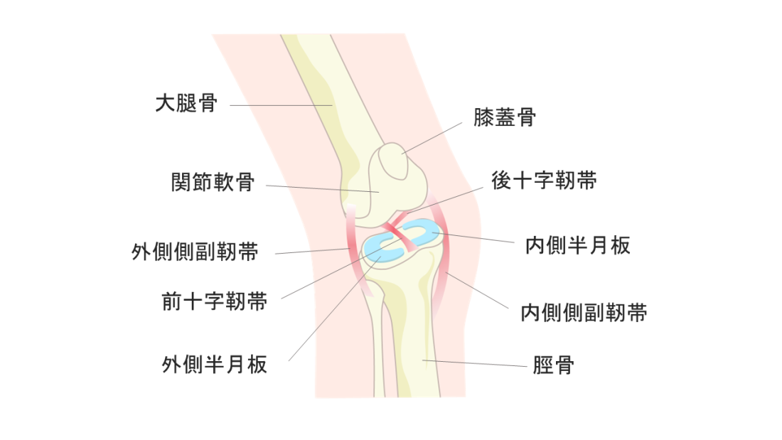 靭帯損傷（内・外側側副靭帯、前・後十字靭帯損傷） | 佐藤整形外科