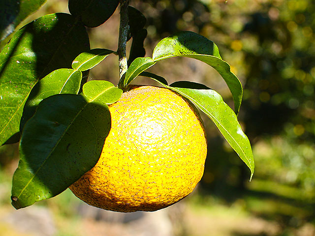 実生柚子（みしょうゆず）・高知の極上ユズ酢