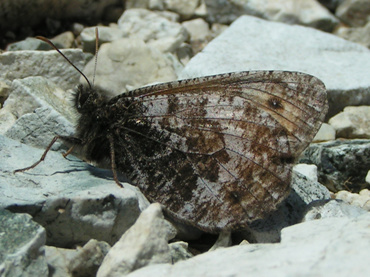 タカネヒカゲ of 20230901jbcs2023a