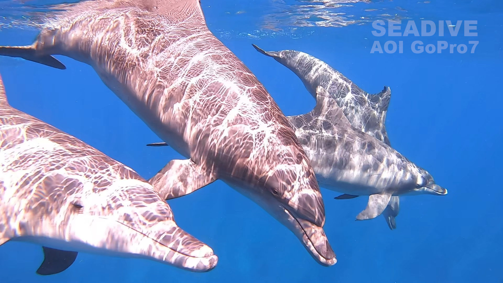 イルカとハンマー - 八丈島シーダイブ