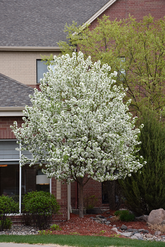 Spring Snow Flowering Crab (Malus 'Spring Snow') in Strathmore