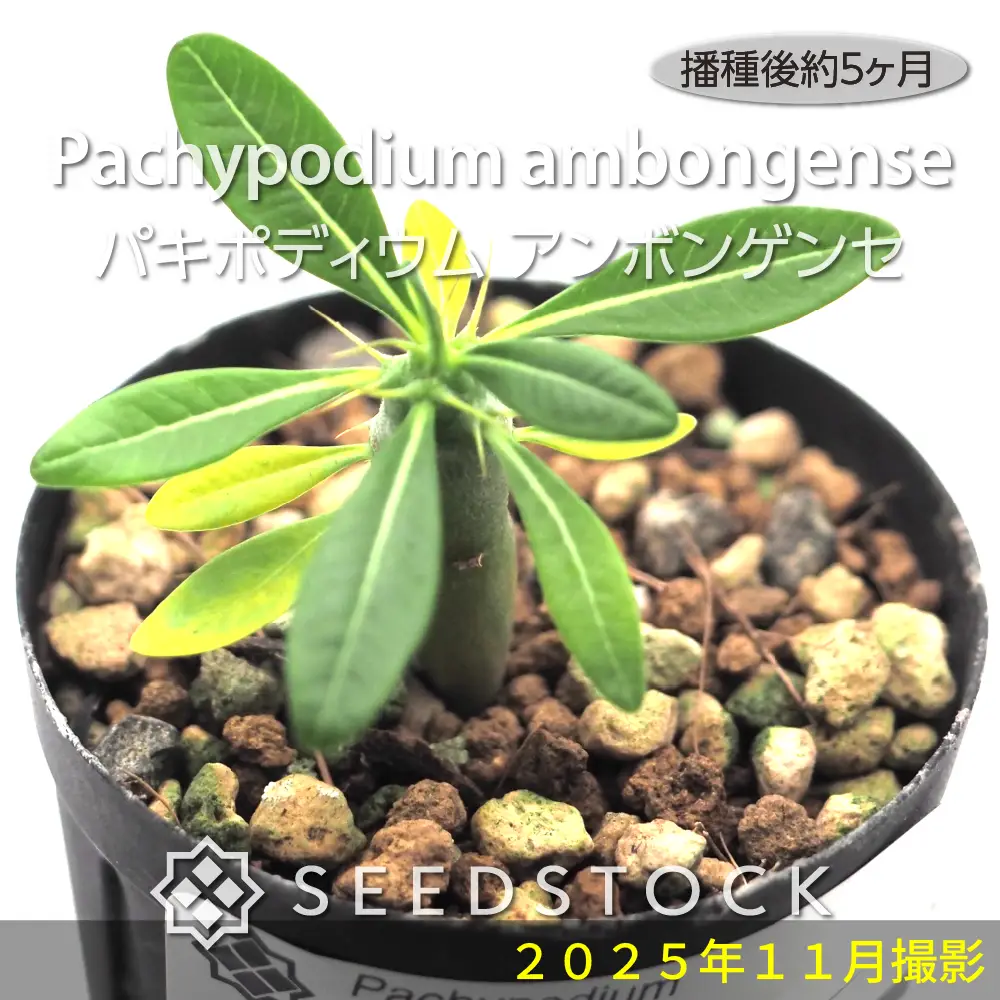 種子] パキポディウム アンボンゲンセ Pachypodium ambongense | 塊根