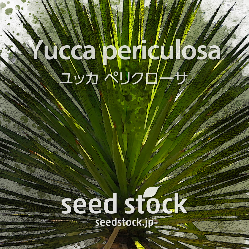 種子] ユッカ ペリクローサ Yucca periculosa｜ドライガーデン 耐寒性