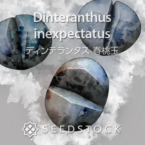 種子] ディンテランタス 春桃玉 Dinteranthus inexpectatus | メセン