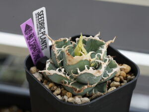 アガベの植え替えはいつ？タイミングと成功のポイント - セドリック