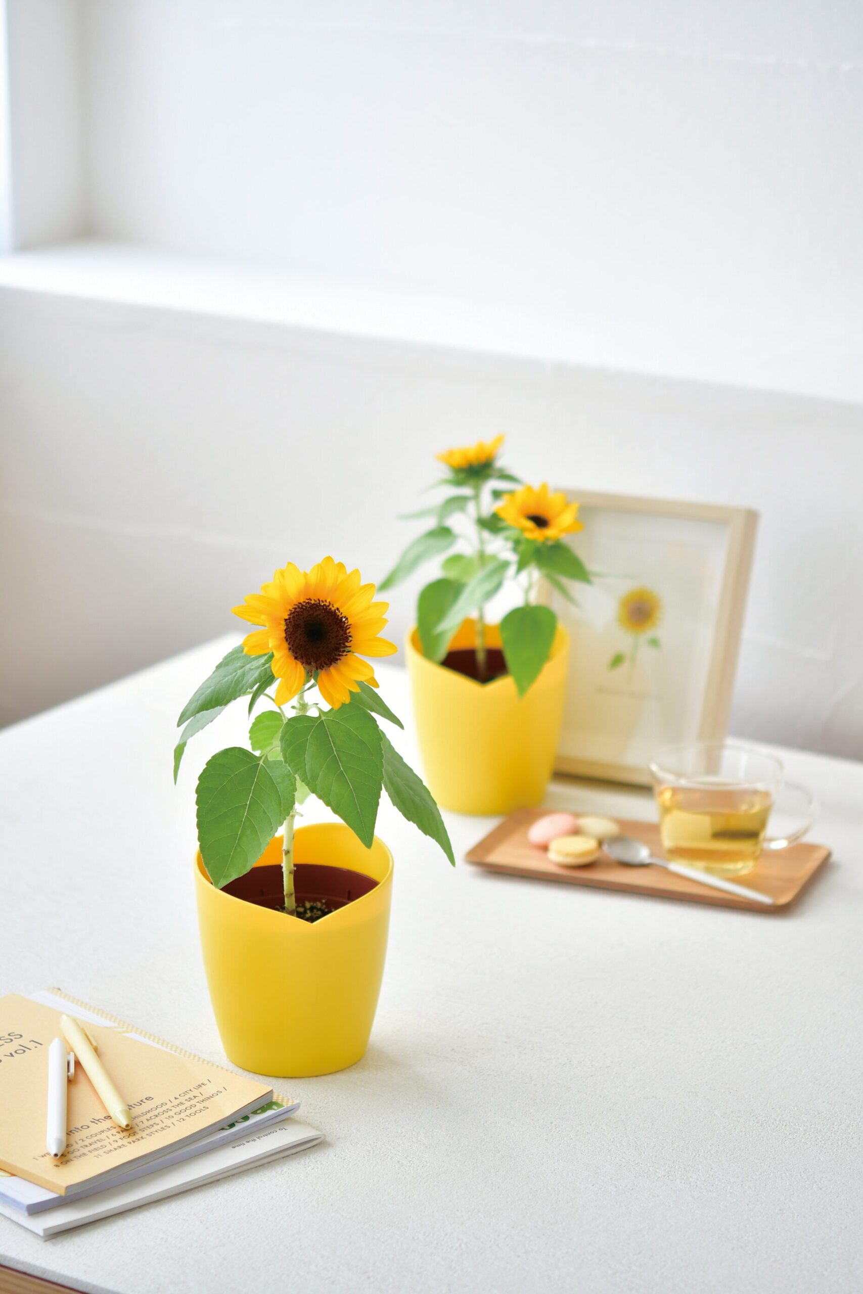 Smile Himawari ミニひまわり栽培キット - 聖新陶芸株式会社｜栽培