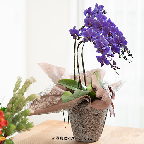 ③正規品 希少品種 胡蝶蘭 コチョウラン ファレノプシス ブルージーン