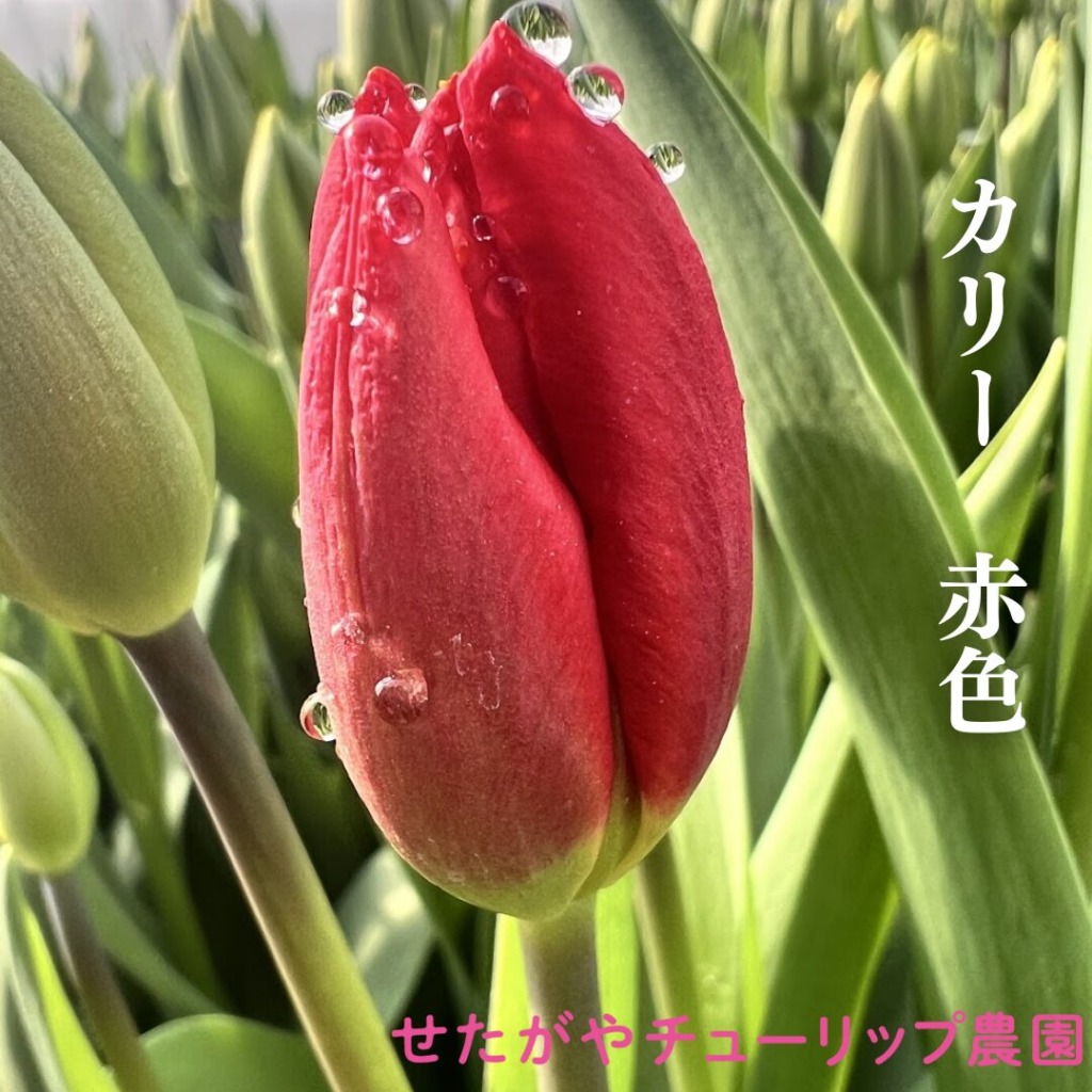 農家直送】チューリップ切花の通販｜花屋さんにも並ばない感動の