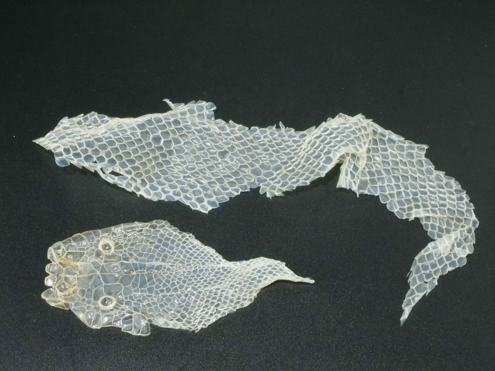 ○○】アルビノボールパイソン蛇の抜け殻脱皮殻2025年巳年金運