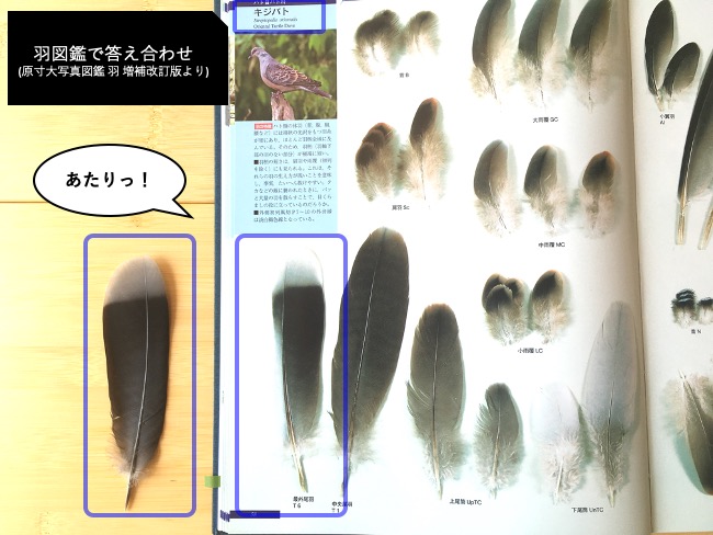 ブックレビュー】原寸大写真図鑑 羽 増補改訂版／叶内拓哉・高田勝