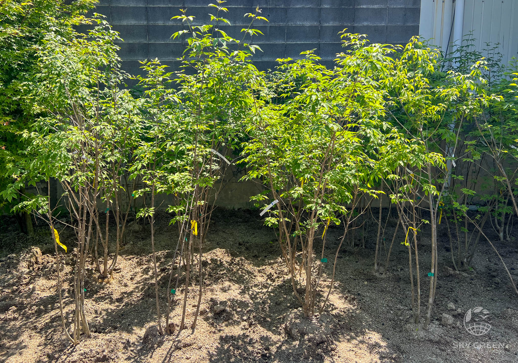 山採り アオダモ 単木 楽天市場】山採り【アオダモ】自然風樹形