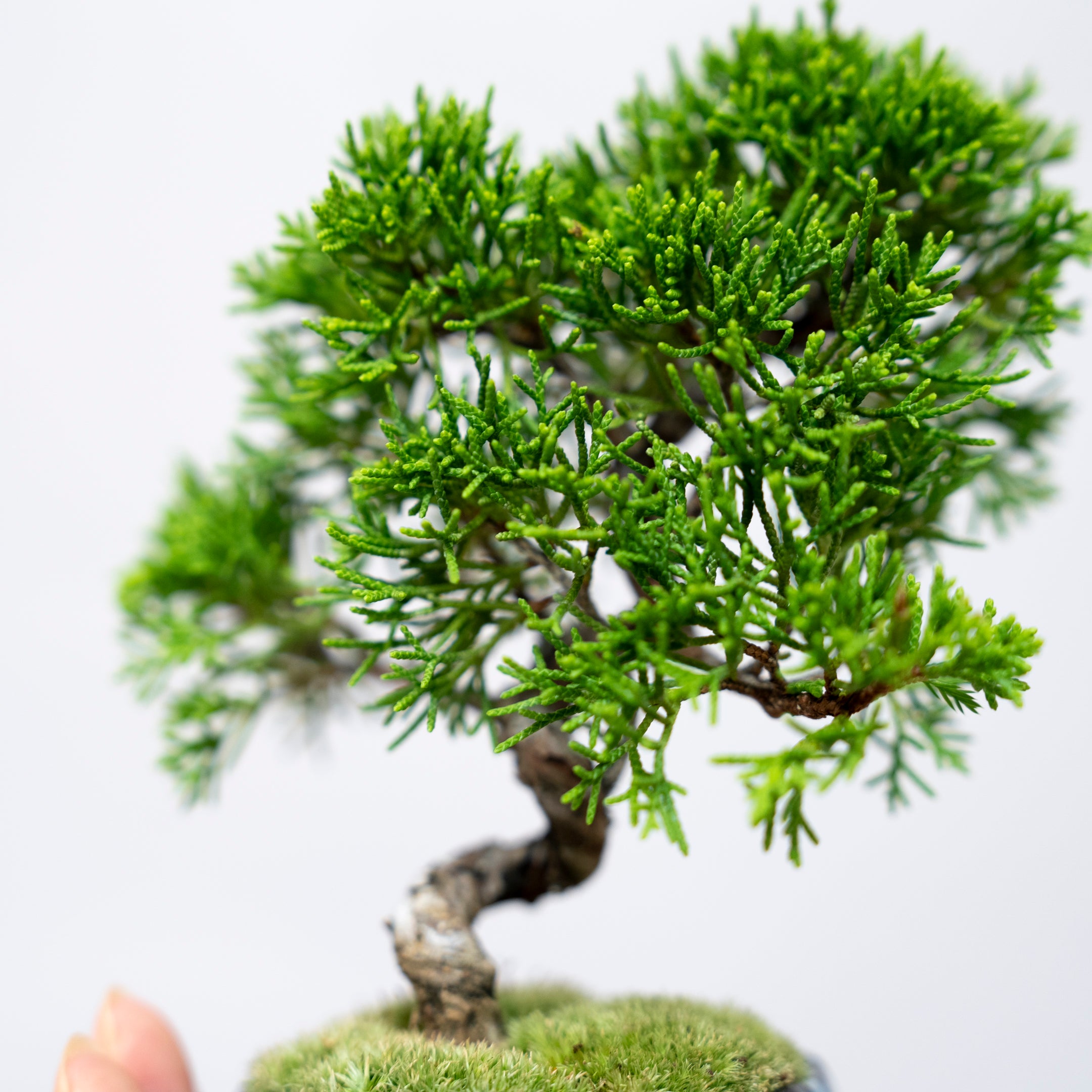 受注販売】四季と盆栽 《秋》 ｜ シンパク