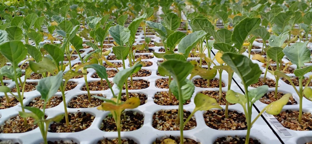 ブロッコリー おはよう(R)｜種（タネ）,球根,苗,資材,ガーデニング